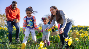 A multi-gen family walking through a field of daffodil flowers in Hexham, Northumberland. They are searching for eggs on an Easter egg hunt, they are holding their baskets to collect the eggs.